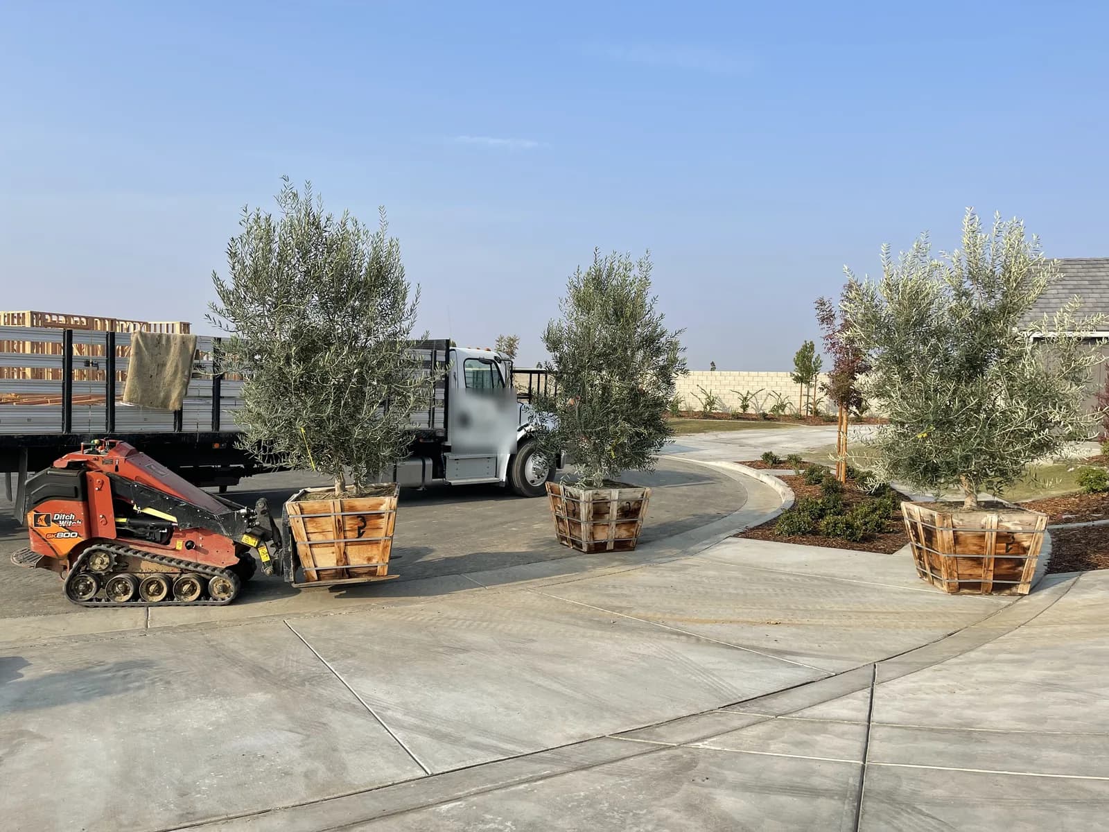 Boxed olive trees coming off a flatbed on a mini skid steer, on a new concrete drive at a commercial site