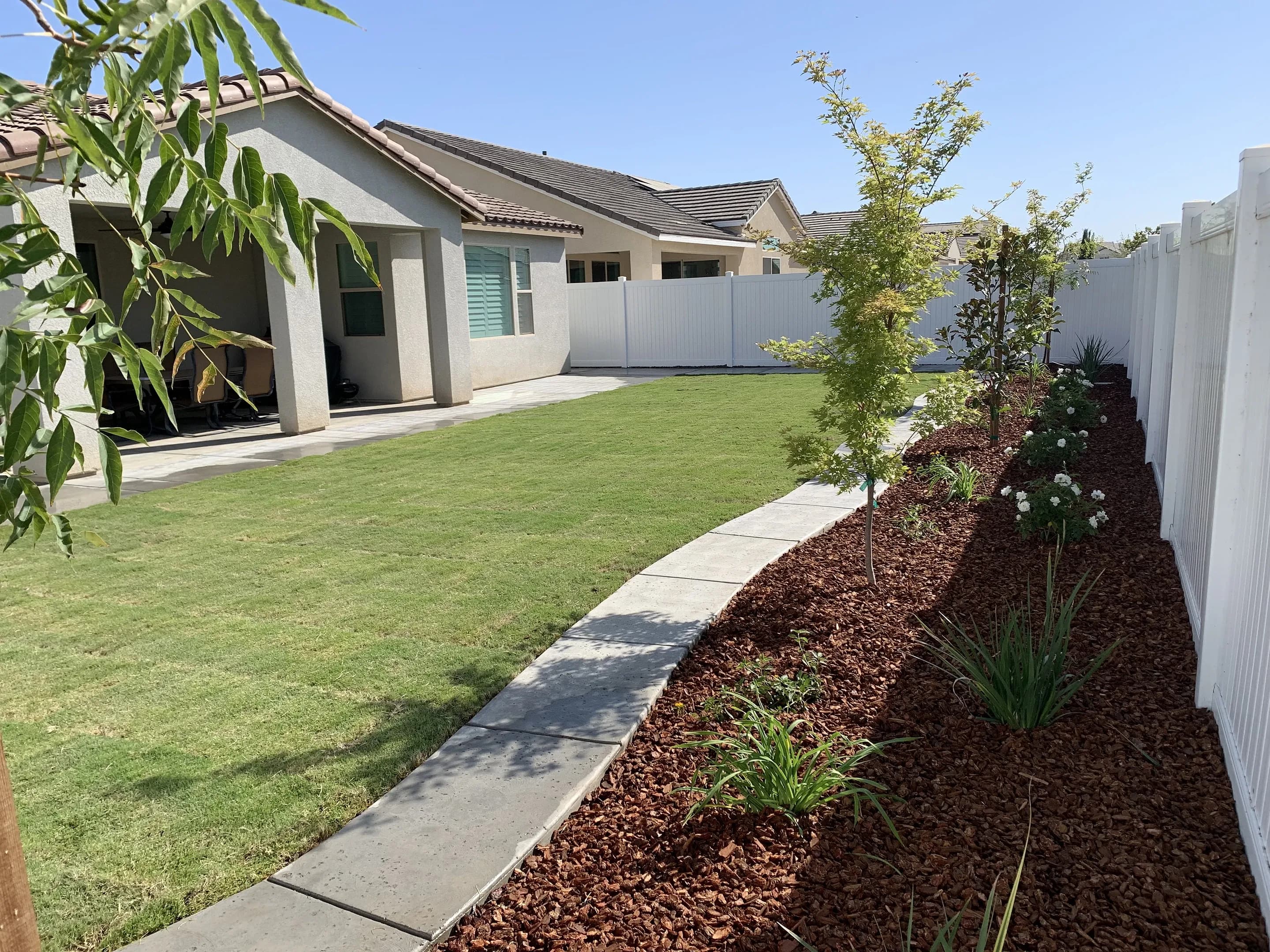 Curved concrete path between a lawn and a bark bed with roses and young trees